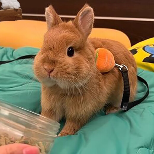 Amor's little rabbit traction rope is a special outing tool to prevent dwarf rabbits from breaking away. Rope for chinchillas and dwarf rabbits. Carrot type - yellow 1.2m S size (recommended 0-4Jin Jin is equal to 0.5kg)