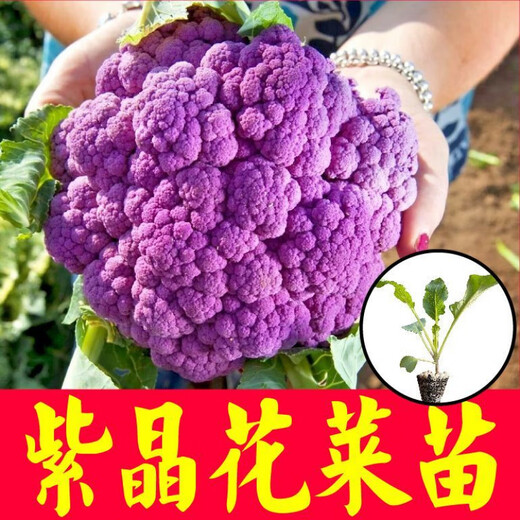 Shouguang version of purple cauliflower seedlings Amethyst No. 1 cauliflower seeds loose cauliflower broccoli four-season potted seedlings first-class seedlings Amethyst cauliflower seedlings 12 plus a pack