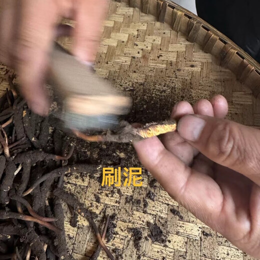 Naqu Zhifa 2025 Tibet Naqu High Altitude Authentic Wild First Fresh Cordyceps sinensis One-for-10 compensation for Naqu Wild Grass 1.5g/root-50 root