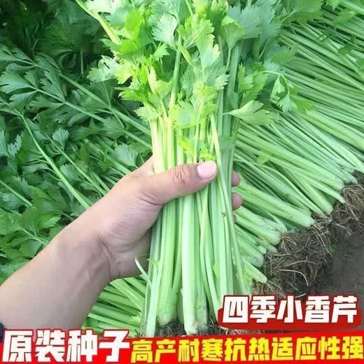 Four Seasons Small Parsley Large Leaf Vegetable Seed Seedlings for Balcony Indoor Potted Vegetable Seedling Planting Tender and Crispy Small Parsley Approximately 1000 pieces Brand Original Color Pack