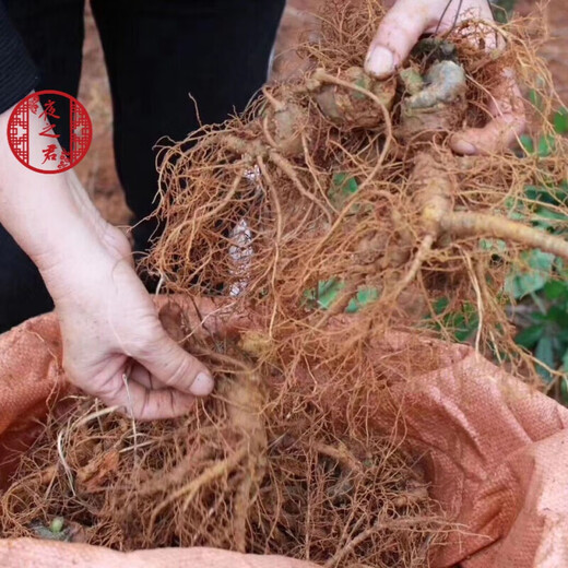 
Night Lord Panax notoginseng powder Yunnan Selected Wenshan 20 heads of Panax notoginseng powder pure Panax notoginseng powder super fine one can buy 2 get 2 free 4 cans in total 2 Jin [Jin equals 0.5 kg]