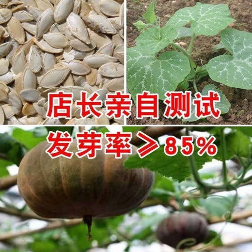 Mopan Big Pumpkin Old Variety Large Pumpkin Seeds Self-saved Pumpkin Seeds High-yielding Vegetable Pumpkin Seeds Mopan Big Pumpkin Seeds Original Five Packs About 130 + Songpin