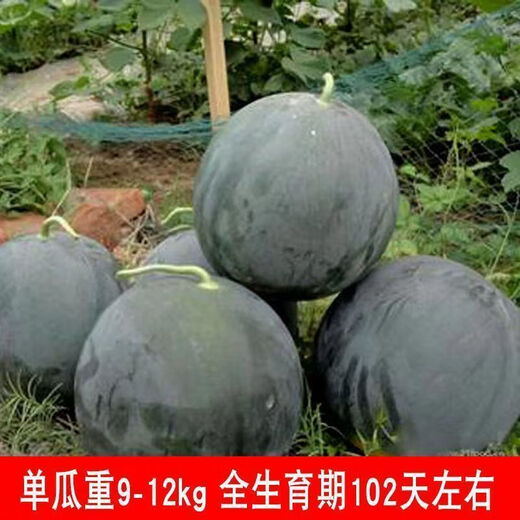 True seedless black crown seeds, black skin and red flesh, seedless watermelon seeds, extra large, super sweet, giant seedless watermelon seeds, seedless black crown watermelon seeds, selected fine varieties, 1 pack, about 50 seeds