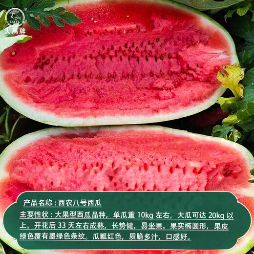 Dayu Xinong No. 8 Watermelon Seed Extra Large Watermelon Seed Selenium Sand Melon is suitable for early maturing fruit seeds in the north and south Xinong No. 8 Watermelon Seed Extra Large 40 capsules
