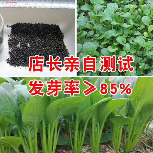 
Green stems and small vegetable seeds in spring and summer, small cabbage, rapeseed, vegetable seeds, green vegetable seeds, all seasons of balcony pot plant #G4B[Xiaoseng seeds] 15931 capsules