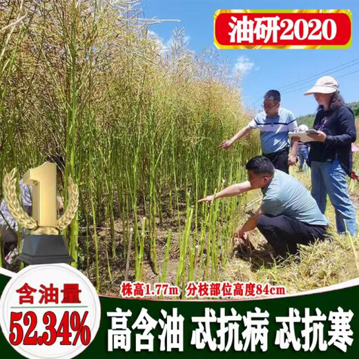 Youyan 2020 Rapeseed Seeds Brassica hybrid rapeseed is disease-resistant, high-yield, cold-tolerant and high-oil, sown in autumn in the north and south (original 90g 1 pack) Youyan 2020