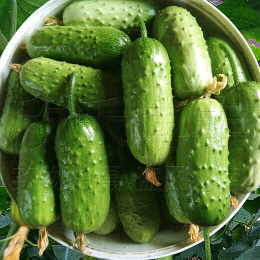 Mini fruit cucumber seeds, heat-resistant and high-yield, spring and summer small cucumber seeds, four-season balcony potted vegetable seeds, 18 large cucumber seedlings