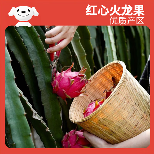 Jingxiansheng Red Heart Pitaya Big Mac 6 pieces, single fruit 500g, net weight 6Jin Jin is equal to 0.5kg, gift box, fresh fruit
