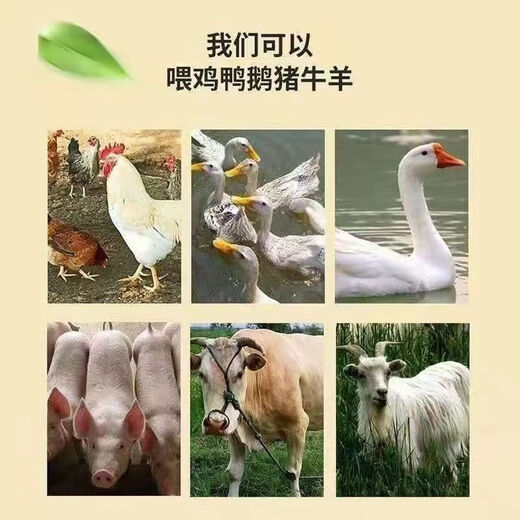 Feeding grains for chickens. Brother Jun feeds chickens. Cheap rice, new rice, rice for chickens, pigeons, fighting cocks, hamsters and duck food. 0.6Jin Jin is equal to 0.5kg 0.3KG