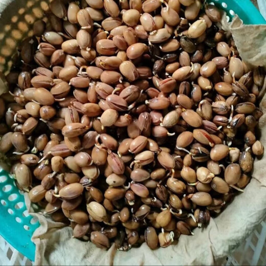 Pistachio seeds potted ground planting in the north and south planting pistachio green kernel pistachio tree seeds pistachio seeds 5 selected seeds