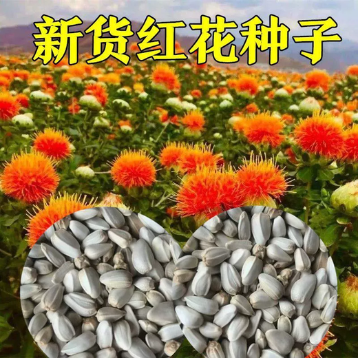 Xiaochunfeng Chinese herbal medicine safflower seeds saffron seeds Xinjiang grass saffron seeds genuine pure new field planting seeds safflower seeds 5Jin Jin equal to 0.5 kg
