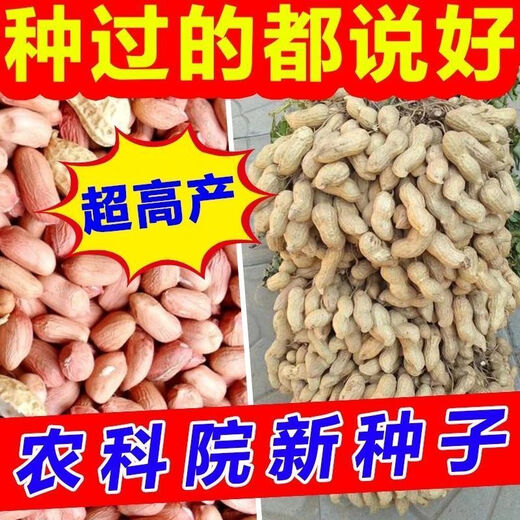 Семена арахиса с тонкой кожицей и крупными оригинальными семенами можно сохранить. Ультракарликовые, раннеспелые новые семена, дающие больше масла, и семена для домашнего садоводства. Недавно разработанные семена арахиса Хайхуа № 1 можно сажать по всей стране - высокая устойчивость к болезням + вес нетто 5.