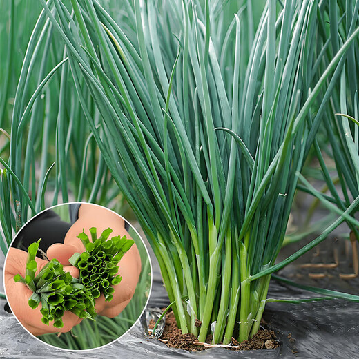 [Shouhe] semis d'oignon shouguang avec semis de racine semis de semis ciboulias shouguang graines d'oignon à la maison plantant balcon jardin shouguang graine d'oignon 1050 shouguang oignon graines graines