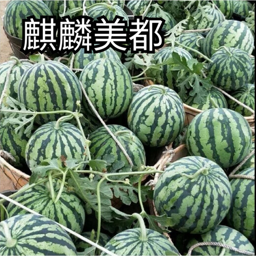 Kirin Meidu watermelon seeds with thin skin, crack-resistant, few seeds, super sweet and crispy 8424 round watermelon Meidu watermelon seeds, 200 pieces original Kirin Meidu