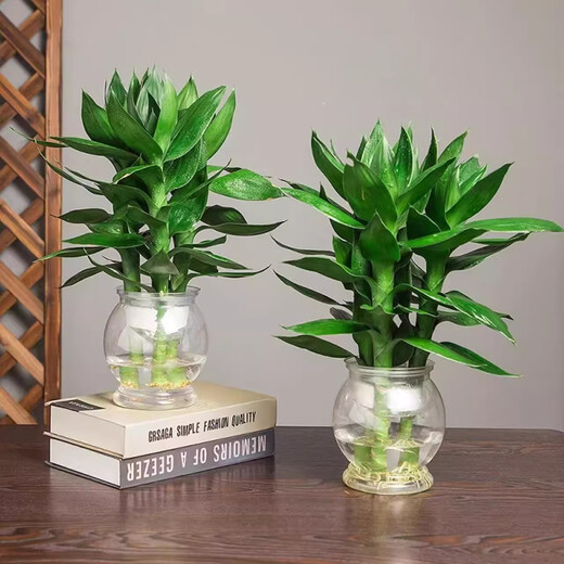 Qiayi Hydroponic Guanyin Bamboo Rich Bamboo Potted Plants Purify the Air in the Office and Living Room to Feed Desktop Green Plants. Send 2 bottles of Guanyin Bamboo 6 pieces + light luxury resin bottle + sticker + nutrient solution
