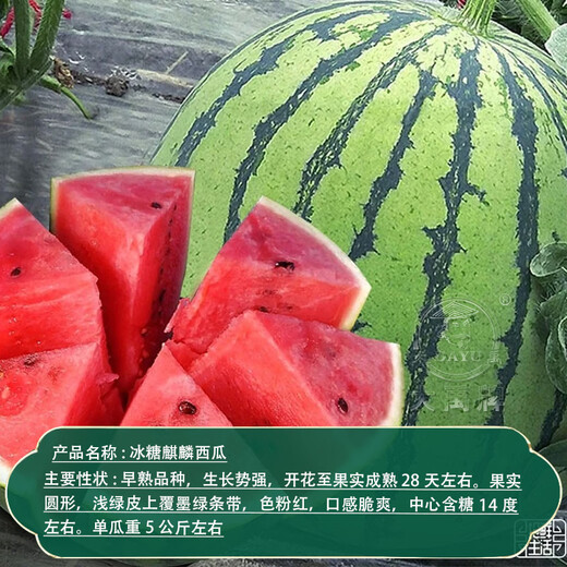 Dayu Lazy Man Watermelon Seed Seedlings Extra Large Suitable for Early Maturing Lazy People in the South 8424 Kirin Melon Meidu Seedless Fruits and Vegetables Rock Sugar Kirin Watermelon Seeds 20g Pack Crisp and Sweet