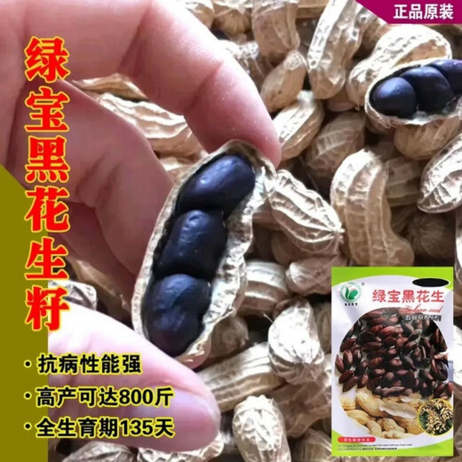 Black peanut seeds, sown in spring and summer, purple and black peanut seeds, black seed peanuts, original peanuts for field use, net weight in shell, Jin Jin equals 0.5 kilograms, 1000 grams