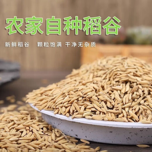 Feeding grains for chickens. Brother Jun feeds chickens. Cheap rice, new rice, rice for chickens, pigeons, fighting cocks, hamsters and duck food. 0.6Jin Jin is equal to 0.5kg 0.3KG