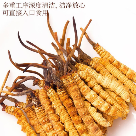 Cordyceps sinensis productos secos auténticos cordyceps sinensis caja de regalo Cordyceps sinensis wang xiong fengdao nutriente y salud Cordyceps sinensis tres gramos 50 raíces [caja]