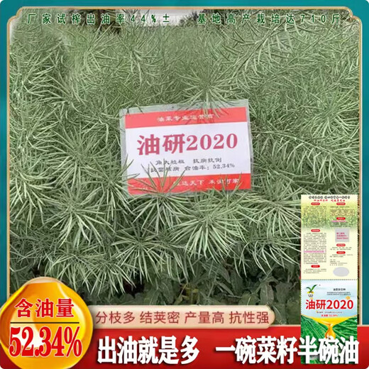 Youyan 2020 Rapeseed Seeds Brassica hybrid rapeseed is disease-resistant, high-yield, cold-tolerant and high-oil, sown in autumn in the north and south (original 90g 1 pack) Youyan 2020