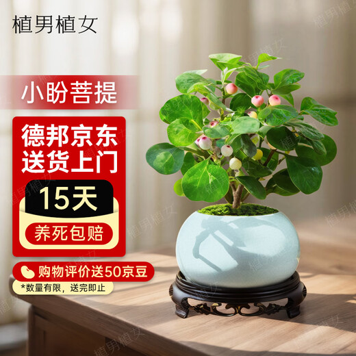 Plant men and women, small hope bodhi tree, indoor Zen money tree bonsai, office desktop green plant, straight hair from the source