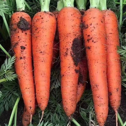 Nine-inch three-red carrots, summer and autumn heat-resistant and cold-resistant fruits and vegetables, radish, crispy and sweet for all seasons, garden carrots for all seasons, nine-inch carrot seeds, new varieties, high-quality varieties, 2 packs, about 2066 seeds