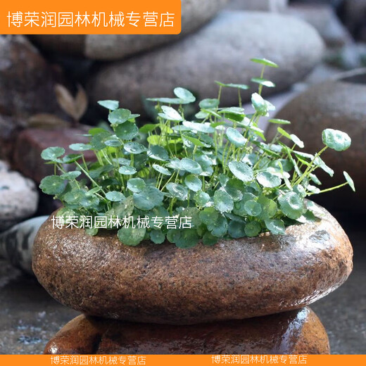 XMSJ优质原花盆花器盆景盆菖蒲铜钱草专用盆文竹盆栽水仙盆石器 升级No.9435