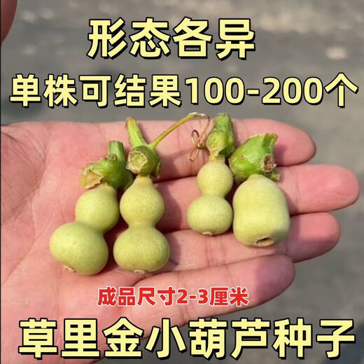 Caoli Golden Gourd Seeds Potted Wenwan Gourd Extra Small Mini Caoli Golden Gourd Ornamental Bracelet Gourd Seeds This year’s new variety Caoli Golden Gourd Seeds Grain Selection 1 pack of about 23 capsules ++ products