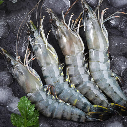 Swiss dolphin, Vietnamese extra large live frozen black tiger shrimp, Penaeus monodon, seafood, net weight 3Jin Jin equals 0.5kg (10-20/KG)