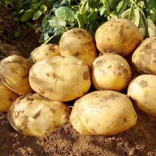 Shandong fresh yellow heart potatoes, farm-grown yellow potatoes, yellow heart potatoes, fresh vegetables, Shandong yellow heart soybeans, large fruits 4 Jin Jin equal to 0.5 kg, including box