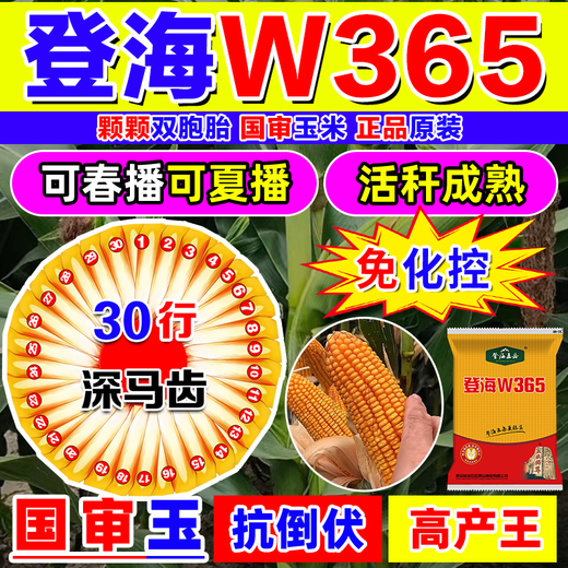 Высокоурожайные семена кукурузы Zhuanghan Denghai W365, короткий стебель, устойчивость к полеганию, одобренные на национальном уровне двойные двойники, новый засухоустойчивый сорт, Баоми, Denghai Free Chemical Control King, 4100 капсул