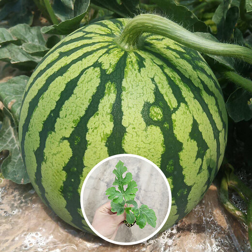 Shouhe crunchy type 8424 watermelon seeds, early mature, thin-skinned, summer and autumn seeds, watermelon seeds, 8424 watermelon seeds, 40 seeds + 10 seedlings