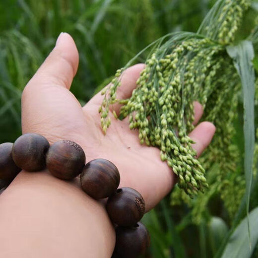 Семена желтого проса, семена желтого риса крупные, семена желтого риса, метлы, семена проса, очищенные зерна клейкого риса, рисовые клецки, семена клейкого проса Lvbao, оригинал 50г, 1 пакетик