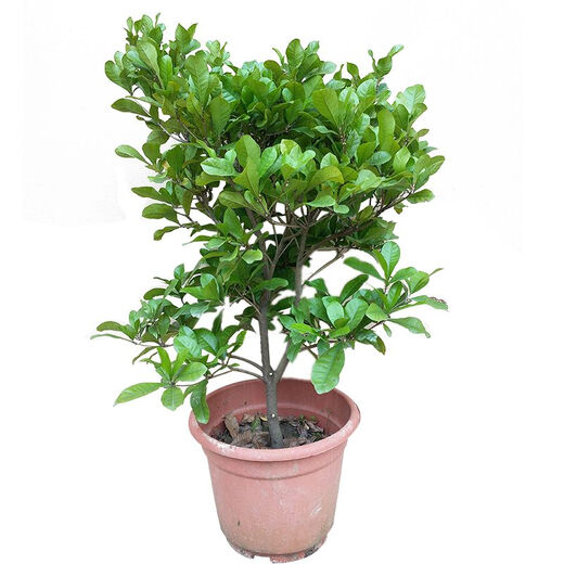 Mysterious fruit seedlings bloom in all seasons and bear fruit in the same year. The fruit seedlings turn into sweet potted plantings in Dongguan for 13 years. 6 and a half years. 5012. Under 15cm.