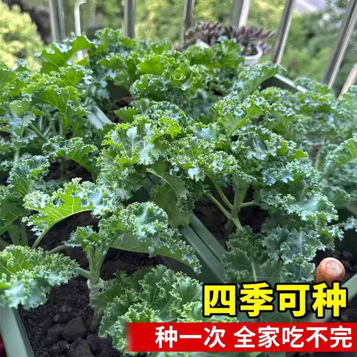 Tianfen kale seeds, four-season balcony cold-resistant edible olive vegetables, easy-to-grow potted high-calcium vegetable seeds in the field, high-nutrition green kale seeds, 10 capsules