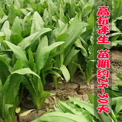 Shanghai green seeds for all seasons, small green vegetables, chicken feathers, fast vegetables, small cabbage, rapeseed, heat-resistant, wet-resistant and cold-resistant, for field use, original fragrance lettuce seeds, about 1500 capsules, 1 pack