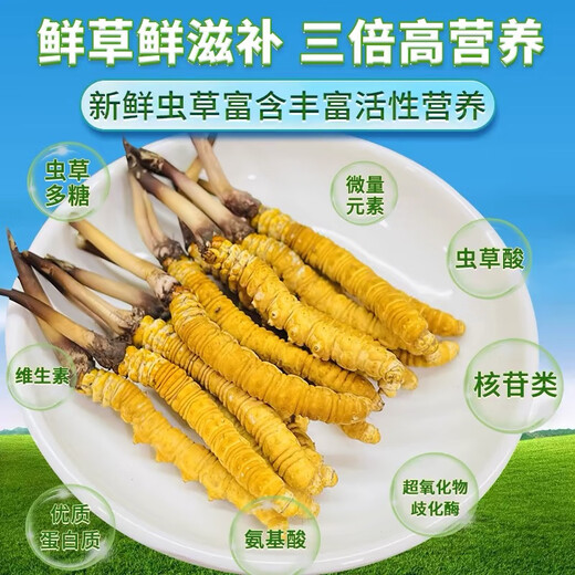 Naqu Zhifa 2025 Tibet Naqu High Altitude Authentic Wild First Fresh Cordyceps sinensis One-for-10 compensation for Naqu Wild Grass 1.5g/root-50 root