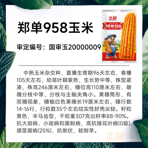 Beishu official authentic corn seeds produce tall and short big sticks, drought-resistant and lodging-resistant Zhengdan 958 nationally approved feed Sichuan hybrid Beishu selected Zhengdan 958 nationally approved corn seeds Total 2Jin Jin equals 0.5kg