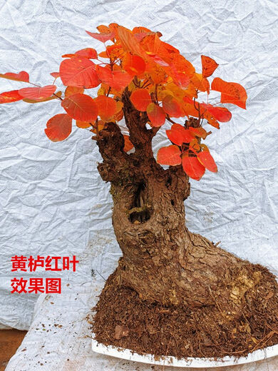 Huangzhu Bonsai natürlicher alter Haufen seltsamer Haufen reife Haufen Peking Xiangshan Rotblatt Stumpf Winter Winter kalt-resistent real huangzhu 3887 Nr. 3887 Kein Topf ohne Topf