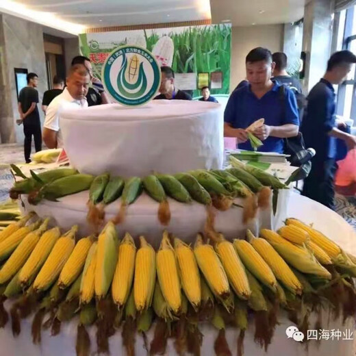 Fruit corn seeds super sweet fresh edible big stick without residue Beijing Sihai Seed Industry Golden Crown 597 corn seed original Golden Crown 597 fruit corn 100g X1