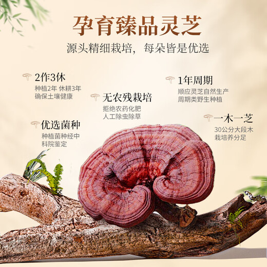 仙芝楼 头道破壁灵芝孢子粉 1g/袋*4袋体验装 增强免疫力 