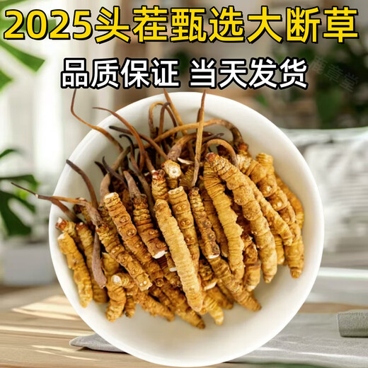 Véritable cordyceps cordyceps sinensis grande herbe brisée haute altitude brisée cordyceps 2025 Premier chaume nouveau auto-usure grande cordyceps cassé naqu high altitude cassée cordyceps 10g pack