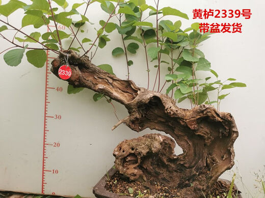 Huangzhu Bonsai natürlicher alter Haufen seltsamer Haufen reife Haufen Peking Xiangshan Rotblatt Stumpf Winter Winter kalt-resistent real huangzhu 3887 Nr. 3887 Kein Topf ohne Topf