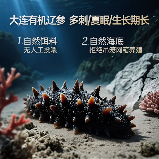 Liao Cucumber Dalian Organic Frozen Sea Cucumber 1Jin Jin is equal to 0.5 kg 19-21 pieces non-ready-to-eat OCC flagship store independently packaged authentic