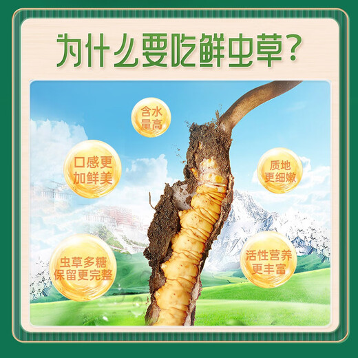 挖草人【西藏那曲】新鲜野生冬虫夏草 2025那曲野生鲜虫草头茬鲜虫草 1.2克/根 那曲野生鲜虫草 20根