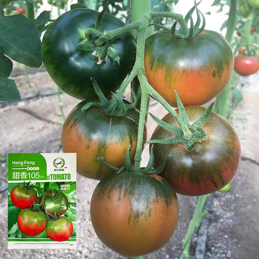 Tianxiang 105 tomatoes, unlimited growth, pink fruit, fruit-type tomatoes, high resistance, good taste, field-grown farmers, Tianxiang 105, 1000 capsules