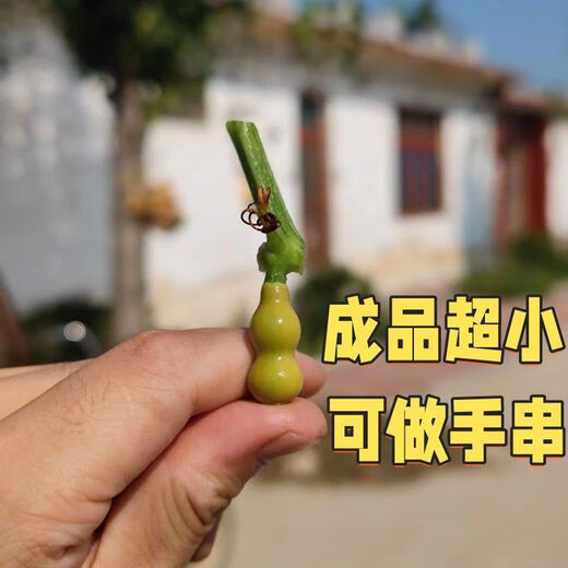 Caoli Golden Gourd Seeds Potted Wenwan Gourd Extra Small Mini Caoli Golden Gourd Ornamental Bracelet Gourd Seeds This year’s new variety Caoli Golden Gourd Seeds Grain Selection 1 pack of about 23 capsules ++ products