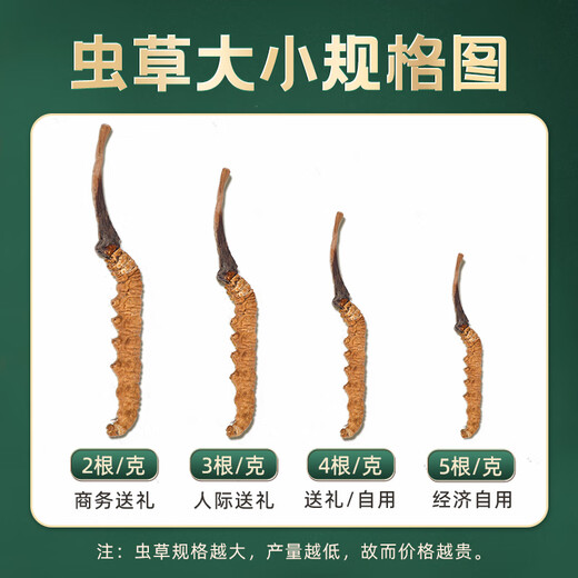 Tibetan Authentic Tibetan High-altitude Cordyceps Gift Box tonic for the first stage of the Cordyceps gift for elders and parents [Economic and self-use] 5 sticks/g-10 grams-50 sticks [Special discount]