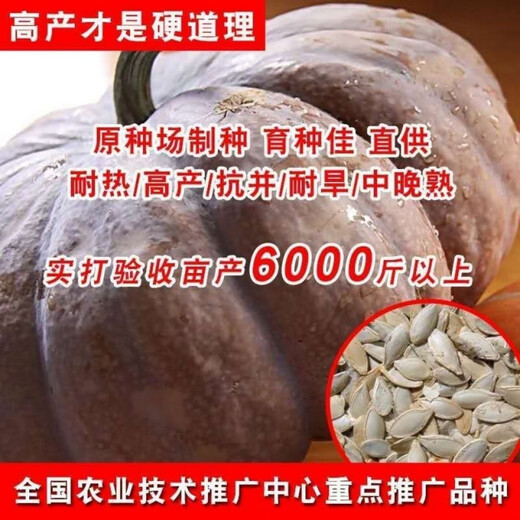 Mopan Big Pumpkin Old Variety Large Pumpkin Seeds Self-saved Pumpkin Seeds High-yielding Vegetable Pumpkin Seeds Mopan Big Pumpkin Seeds Original Five Packs About 130 + Songpin