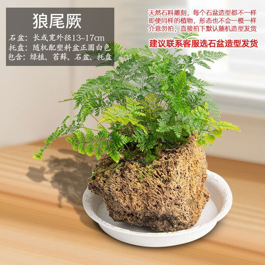 Absorbent stone flower pot, natural strange stone, absorbent stone, water-absorbing stone, raw stone stone pot, calamus succulent potted plant, bonsai micro-scape, 13-17cm stone pot + wolf tail fern, package one